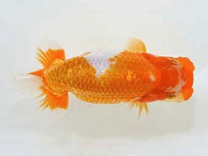 山梨錦城会　立行司　平野良則　南アルプス市