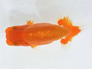 山梨錦城会　取締一　小山徹志　中央市