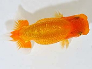 山梨錦城会　東大関　平野良則　南アルプス市