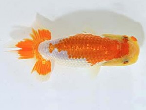 山梨錦城会　西大関　林部春雄　笛吹市