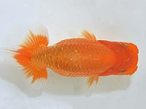 山梨錦城会　立行司　平野良則　南アルプス市