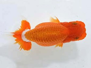 山梨錦城会　取締一　小山徹志　中央市