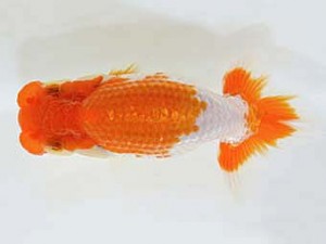 山梨錦城会　取締二　木暮　實　下諏訪