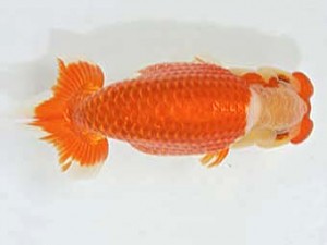 山梨錦城会　東大関　志村雄二　甲府市