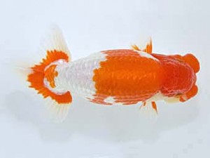 山梨錦城会　立行司　小山徹志　中央市