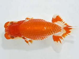 山梨錦城会　取締二　小山徹志　中央市