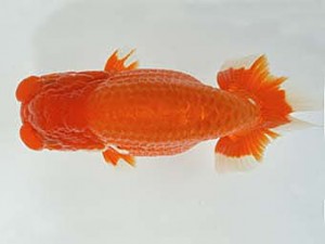 山梨錦城会　西大関　小山徹志　中央市