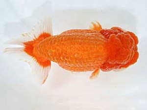 山梨錦城会　立行司　山崎晴彦　長野市