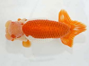 山梨錦城会　取締一　庄村　清　甲州市