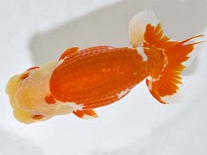 山梨錦城会　取締二　小山徹志　中央市