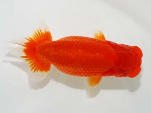 横浜観魚会　東大関　藤原博文　徳島