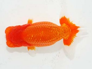 横浜観魚会 勧進元一 瀬野正樹　徳島