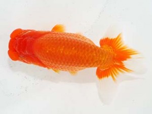 横浜観魚会 勧進元二　村田祐則　相模原