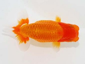 横浜観魚会 行司一　鈴木友来　岐阜