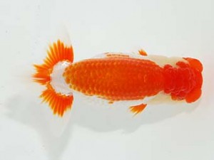 横浜観魚会 行司二　高地成弥　荒川