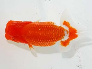 横浜観魚会 行司三　浅川敬則　千葉