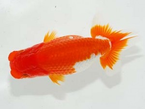 横浜観魚会 脇行司一　藤原博文　徳島