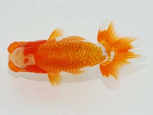 横浜観魚会 脇行司二　本橋功一　東京