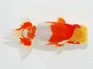 横浜観魚会　西大関　佐久間　誠　新潟