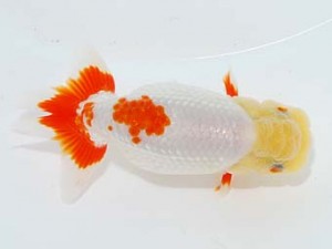 横浜観魚会　取締一　加藤貞信　横浜