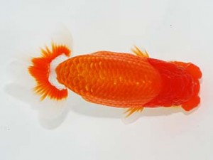 横浜観魚会　取締二　齋藤一成　練馬