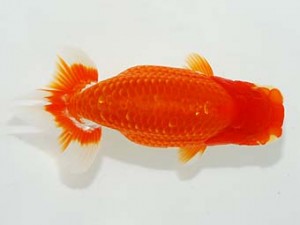 横浜観魚会 東関脇　鈴木友来　岐阜