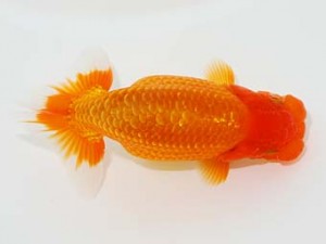 横浜観魚会 西関脇　小澤忠幸　沼津