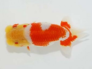 横浜観魚会 東小結　佐久間　誠　新潟