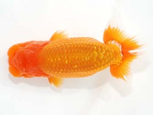 横浜観魚会 西小結　木村　等　本庄