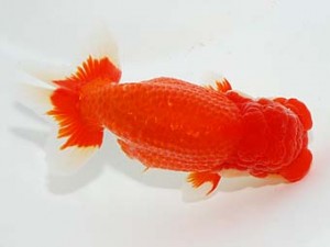 横浜観魚会　東大関　齋藤一成　練馬