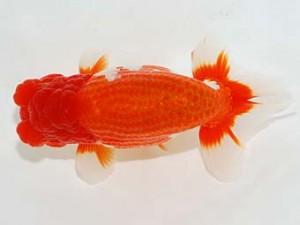 横浜観魚会　西大関　篠　孝利　練馬