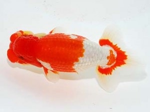 横浜観魚会　立行司　小山徹志　山梨