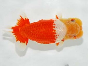 横浜観魚会　取締一　鈴木友来　岐阜