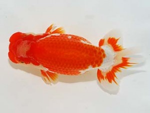 横浜観魚会　取締二　藤原博文　徳島