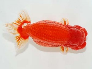 横浜観魚会　東大関　齋藤一成　練馬