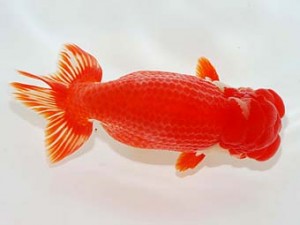 横浜観魚会　西大関　坂牧直哉　新潟