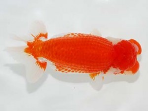 横浜観魚会　立行司　鳴海　満　横浜