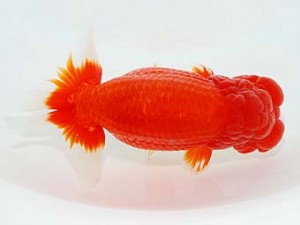 横浜観魚会　取締一　齋藤一成　練馬