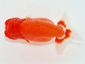 横浜観魚会　取締二　加藤貞信　横浜