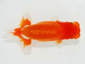 第4回駿河らんちゅう会品評大会　東大関　鈴木克巳　浜松