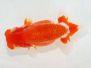 第5回駿河らんちゅう会品評大会　立行司　田島　貢　函南