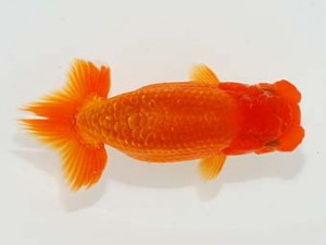 第5回駿河らんちゅう会品評大会　取締一　影山　繁　沼津