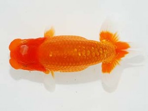 第5回駿河らんちゅう会品評大会　取締二　芦川和美　函南