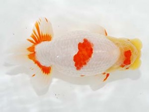 第5回駿河らんちゅう会品評大会　東大関　吉村友良　富士