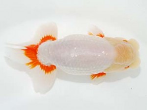 第5回駿河らんちゅう会品評大会　西大関　芦川和美　函南