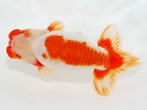 第5回駿河らんちゅう会品評大会　立行司　大村瀧次　三島