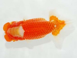 第5回駿河らんちゅう会品評大会　取締一　平井恵次　太田