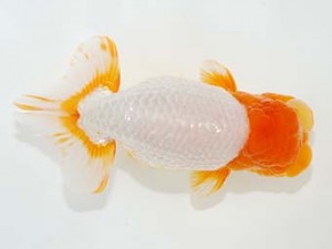 第5回駿河らんちゅう会品評大会　東大関　吉村友良　富士