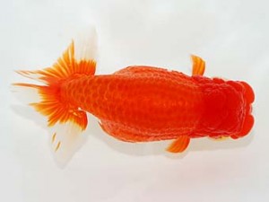 第5回駿河らんちゅう会品評大会　立行司　平井恵次　太田