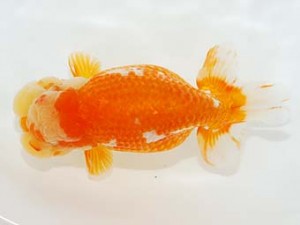 第5回駿河らんちゅう会品評大会　取締一　吉村友良　富士